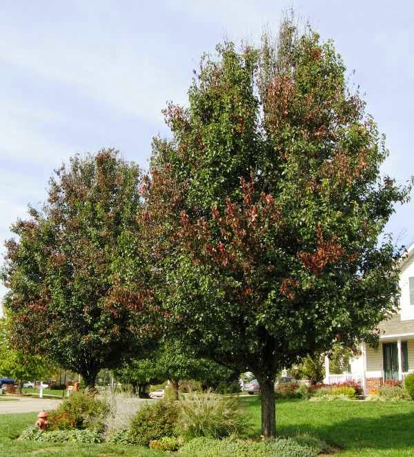 Spotting the Signs of 10 Common Tree Diseases